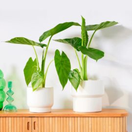 Alocasia macrorrhizos (elephant ear plant)